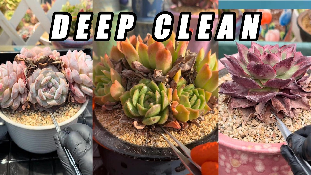 DEEP CLEAN 🌵 Ultra Crunchy Succulent Rescue | Dry Leaf Removal ASMR (No Talking)