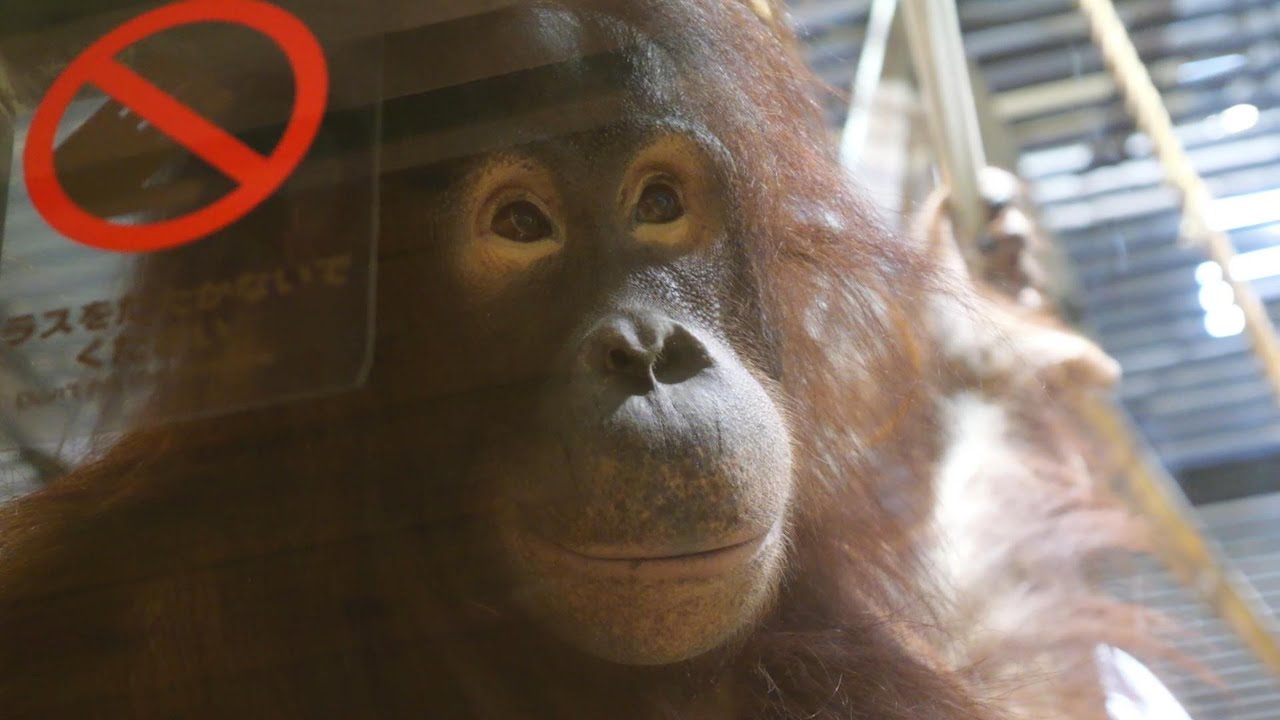 ドーネのお部屋に引っ越してきた初めてのモカちゃん　いしかわ動物園　オランウータン　202601