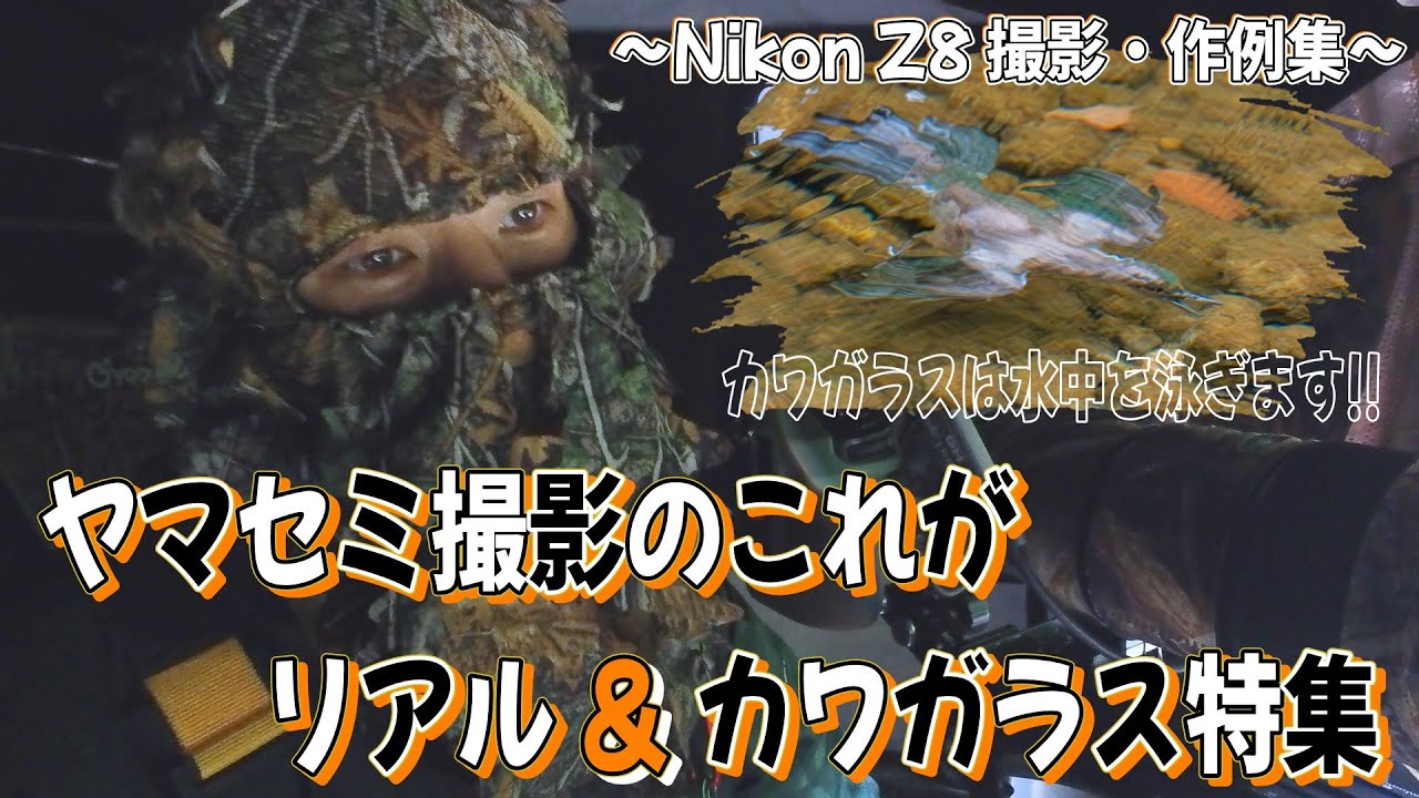 【ヤマセミ撮影のこれがリアル ＆ カワガラス特集】～Nikon Z8撮影・作例集～ #カワガラス #河烏 #browndipper #nikon #ニコン #z8 #ヤマセミ #山翡翠