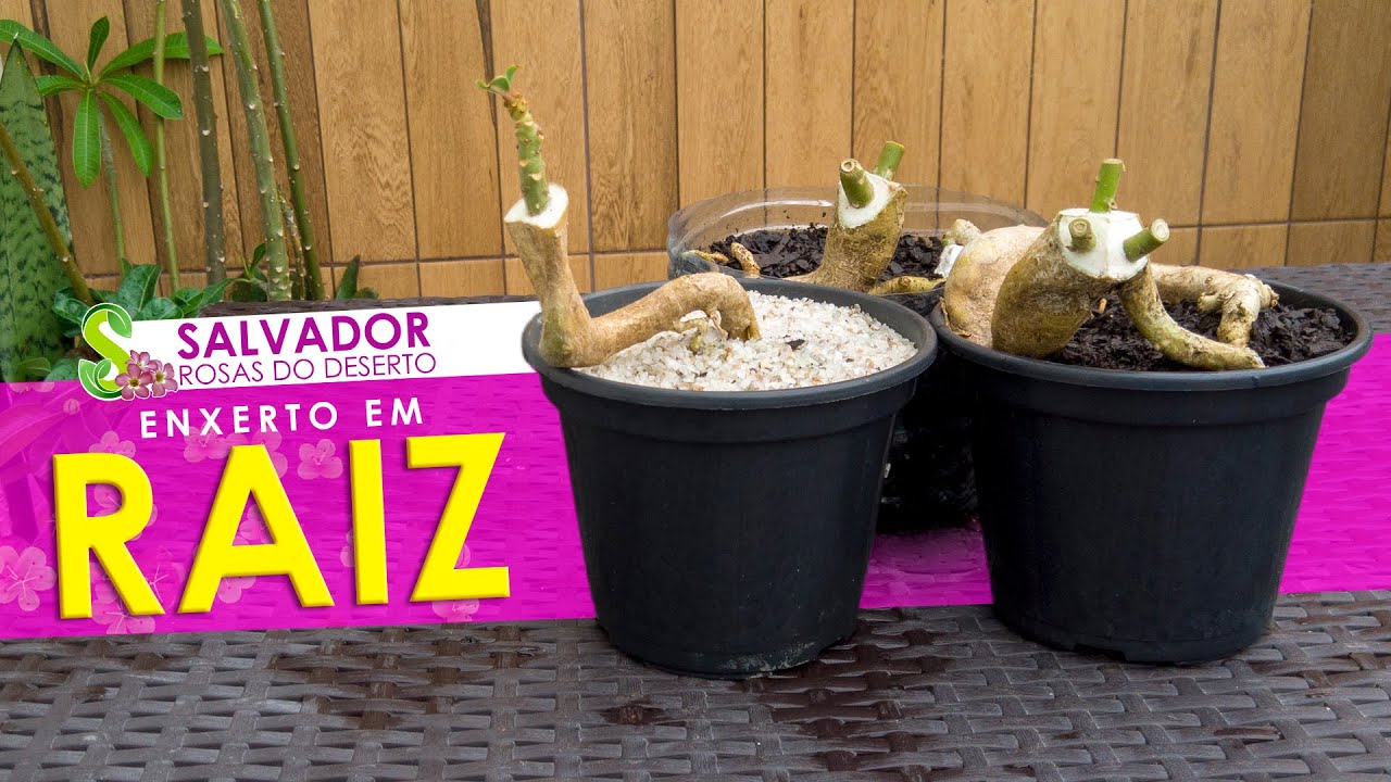ENXERTO EM RAIZ uma técnica pouco utilizada mas que pode transformar sua coleção de Rosas do Deserto