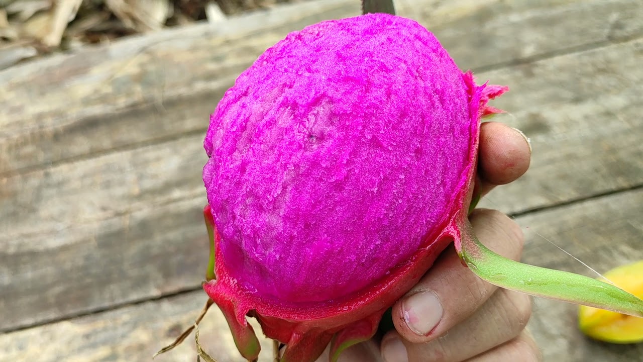 Harvesting and Eating Dragonfruit / Pithaya 