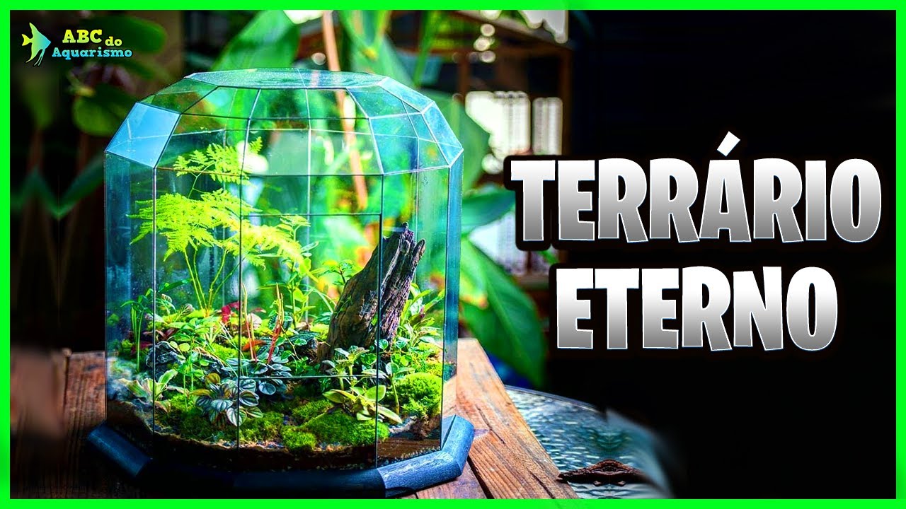 CONHEÇA TUDO SOBRE AS ECOSFERAS - TERRÁRIOS ETERNOS
