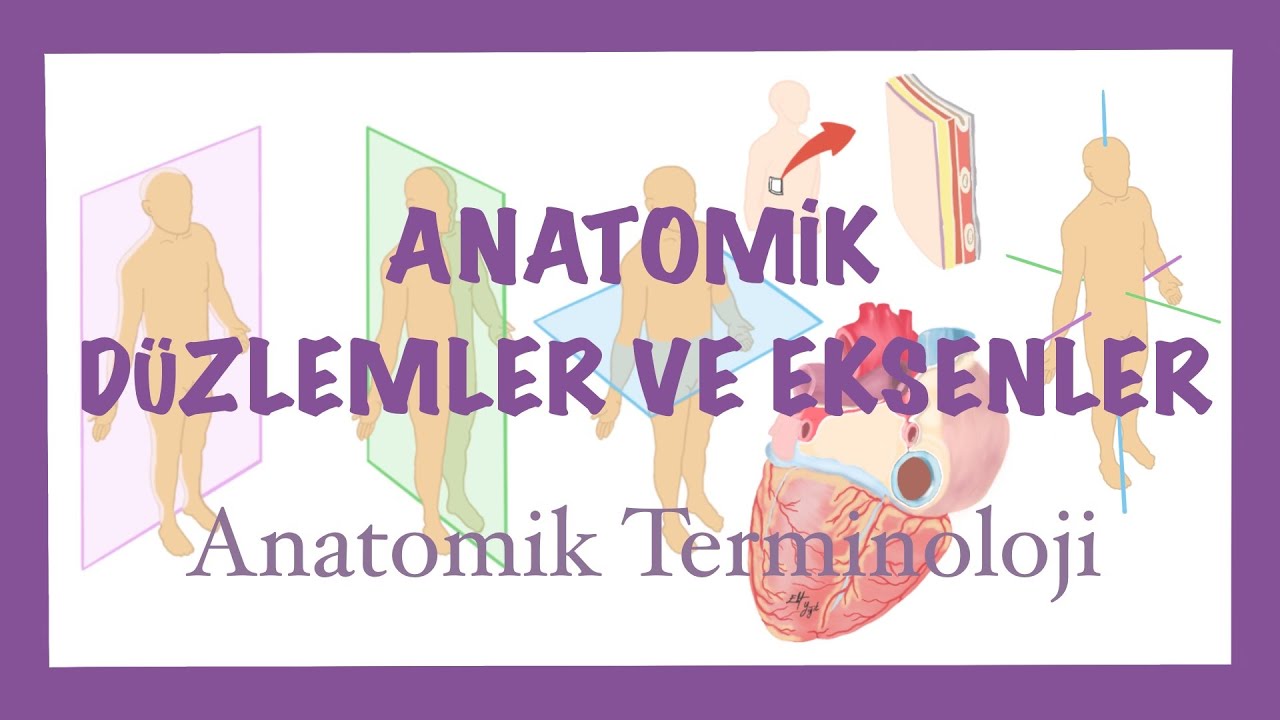 ANATOMİYE GİRİŞ: ANATOMİK DÜZLEMLER VE EKSENLER, ANATOMİK HAREKETLER VE TERMINOLOJI
