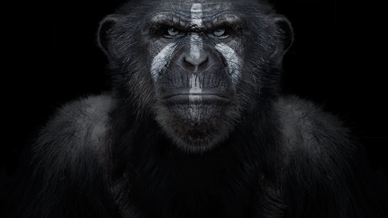 Présentation consoles Chimp