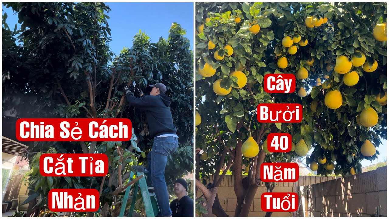 Chia Sẻ Cách Cắt Tỉa Nhản , Cây Bưởi 40 Năm Tuổi || MÂY XANH || Video 238