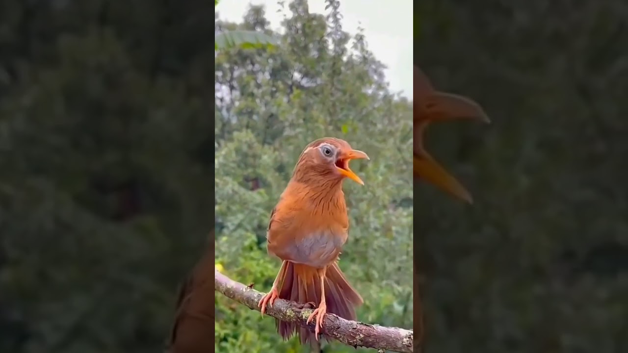 Wambi gacor di alam liar #birds #burungmerdu #burungberkicau #burungkicaumania #birdsounds