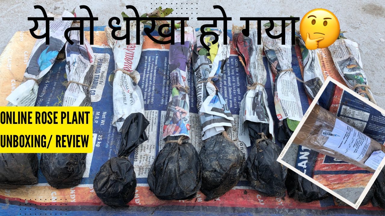 ONLINE ROSE PLANT UNBOXING REVIEW/PUSPANJALI ASOKE से मंगाये गुलाब के पौधों की UNBOXING #puspanjali