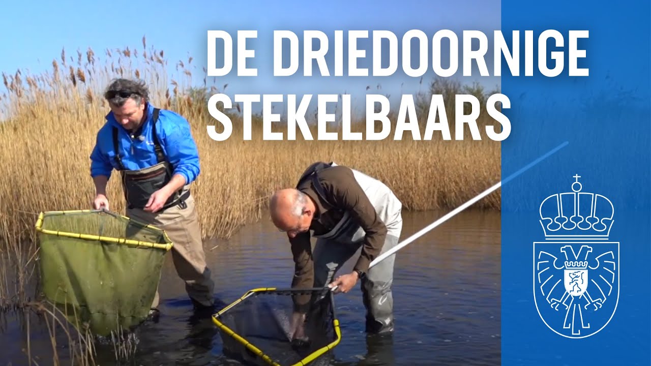 Tiny 5: op zoek naar de driedoornige stekelbaars | Waldo von Faber | Hoogheemraadschap van Rijnland