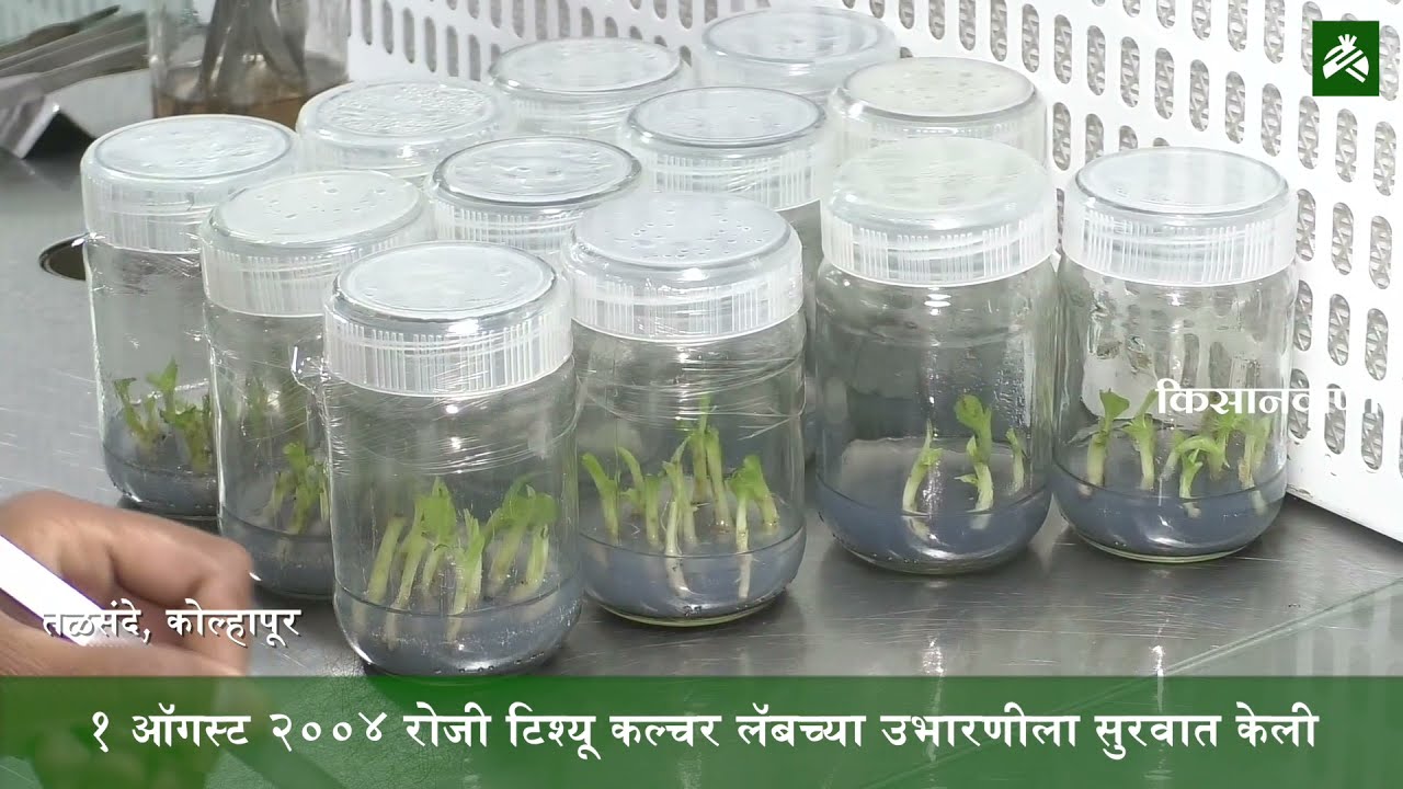 उसने पैसे घेऊन सुरू केला व्यवसाय, आज आहे पश्चिम महाराष्ट्रातील सर्वात मोठी टिश्यू कल्चर लॅब!