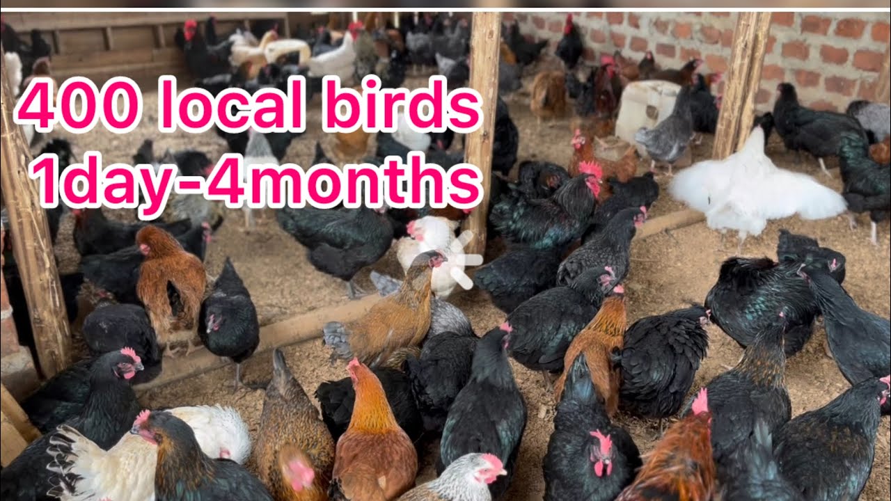 400 birds accountability from 1day -4months