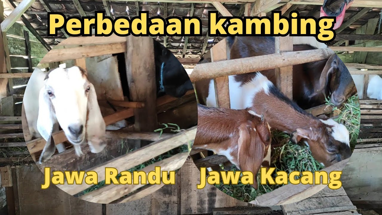 Perbedaan Kambing Jawa Randu Dan Jawa Kacang