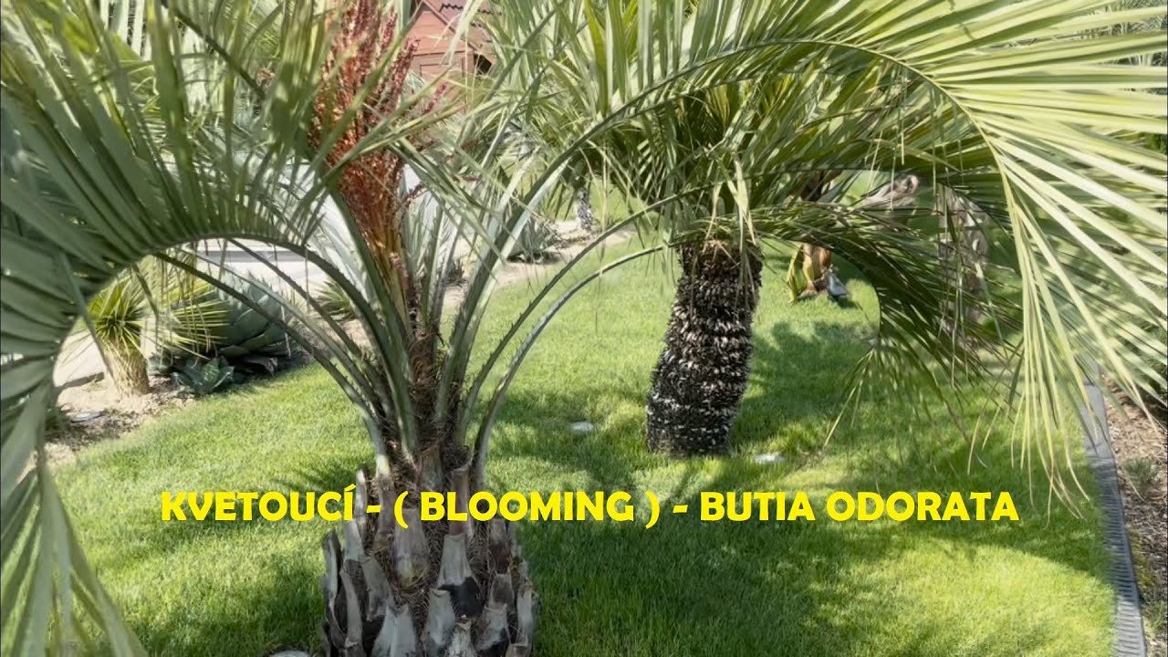 Palmy a Zahrady - KVETOUCÍ-BLOOMING - BUTIA ODORATA - EXOTICKÁ ZAHRADA V PODHŮŘÍ BESYKD - 10.8.2025