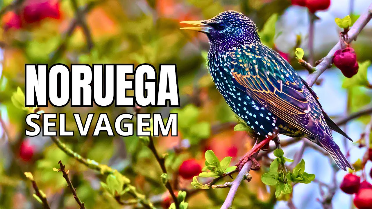 NORUEGA | Vida Selvagem nas Regiões Geladas - Documentário