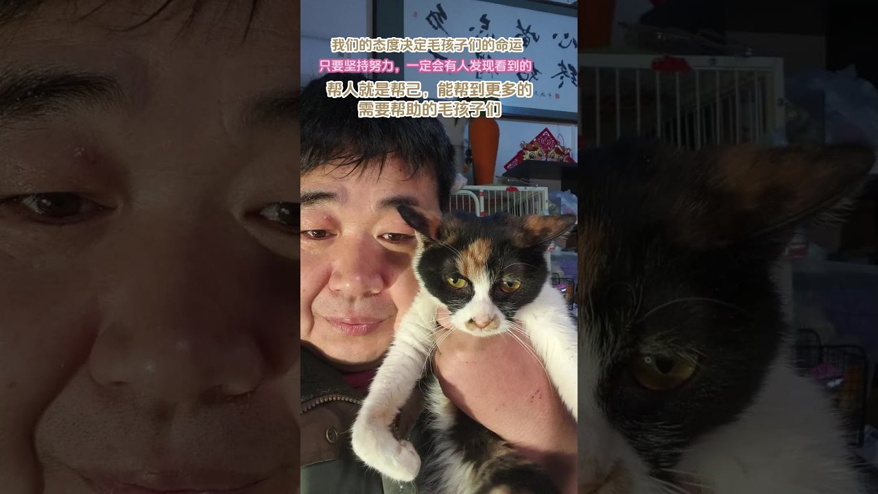 我們有多努力，毛孩子們就有多幸運幸福！努力給基地的毛孩子們找好人家，盡我們的能力，幫到更多需要幫到的毛孩子們，同感者共勉之！加油！#流浪貓救助 #給流浪貓一個家 #關愛流浪貓 #流……，W