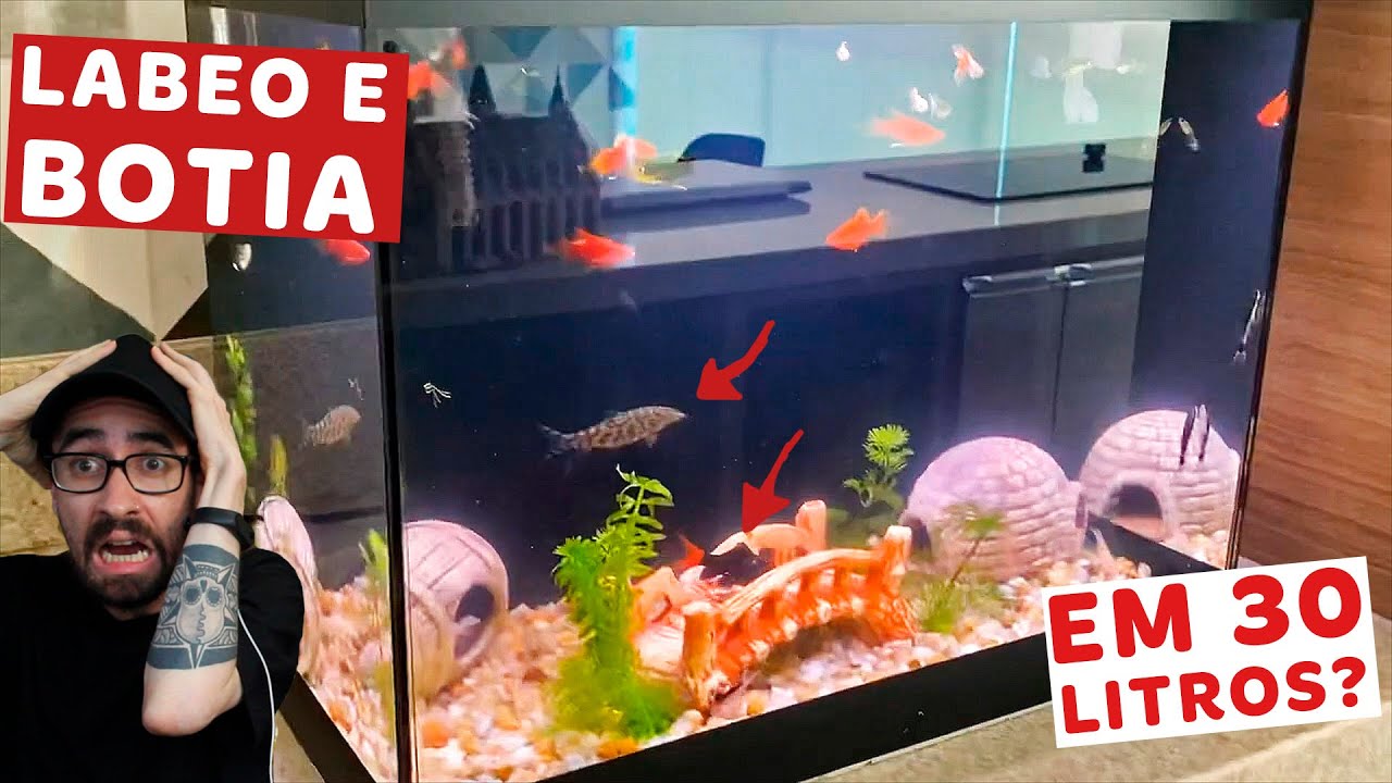 Reagimos ao AQUÁRIO DE 30 LITROS COM PLATY, GUPPY, CORYDORA, BOTIA, LIMPA-VIDRO E LABEO do Eduardo