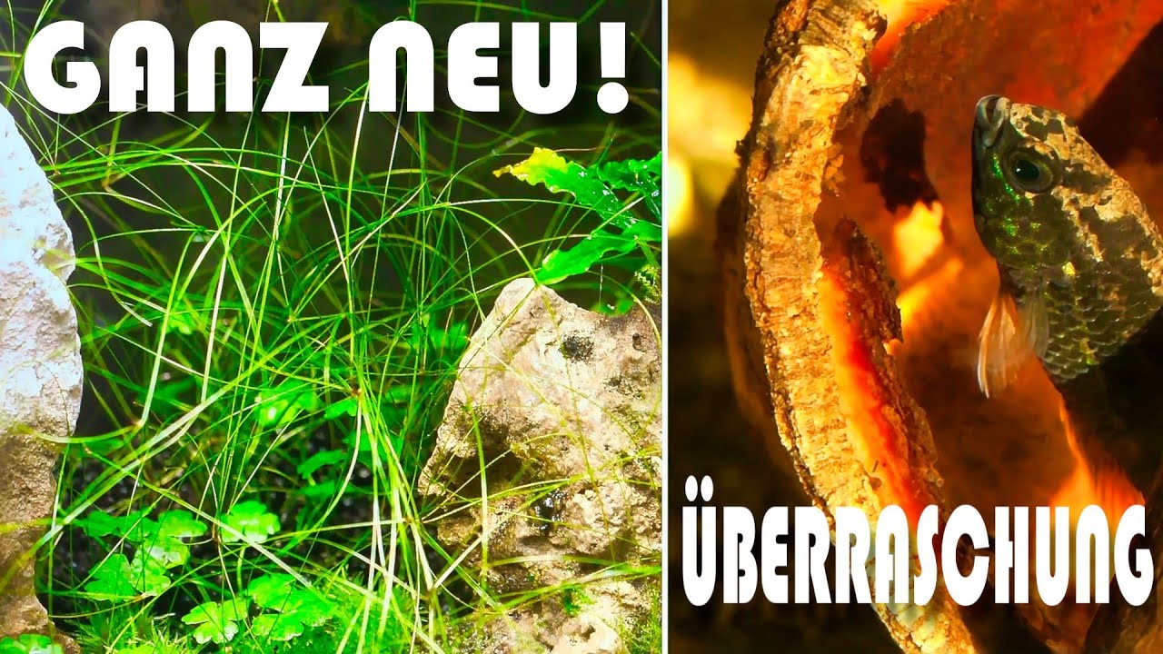 Iwagumi ganz ohne Wasser + Nachwuchs? | NordicMoor | [09/2025]