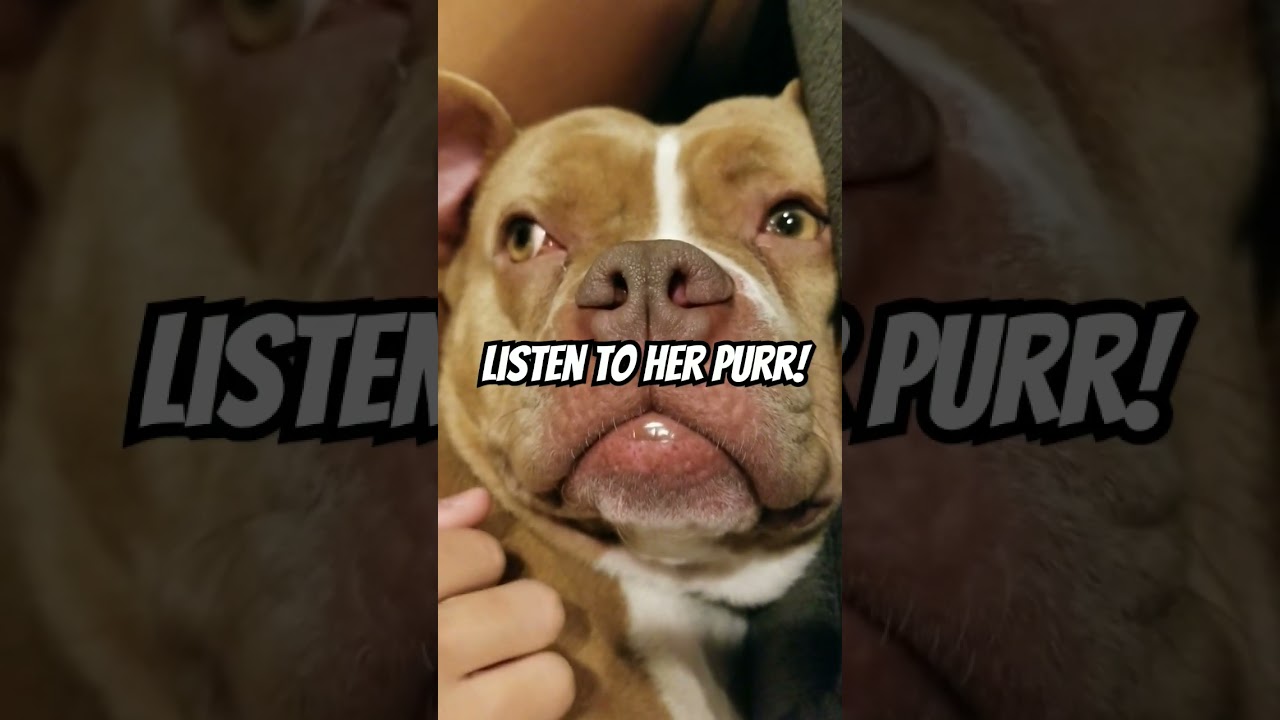 Small Guy Promotions - Alligator Purring #dogowner