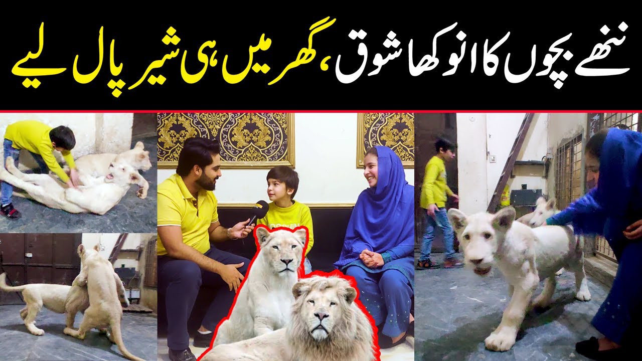 Nanhy Bachon Ka Anokha Shauq, Ghar Mein SHER Paal Liye | Public Digital Exclusive
