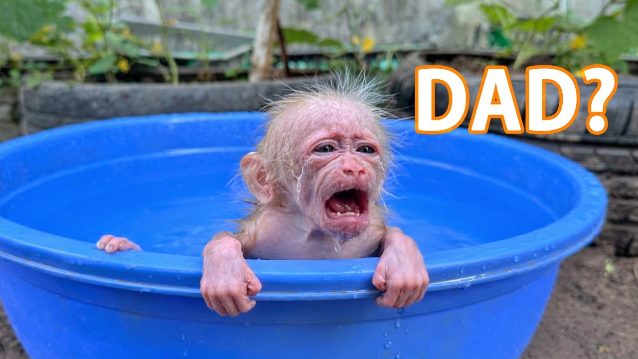 Dad Panics After Bathing the Baby Monkey – What Did He Notice?