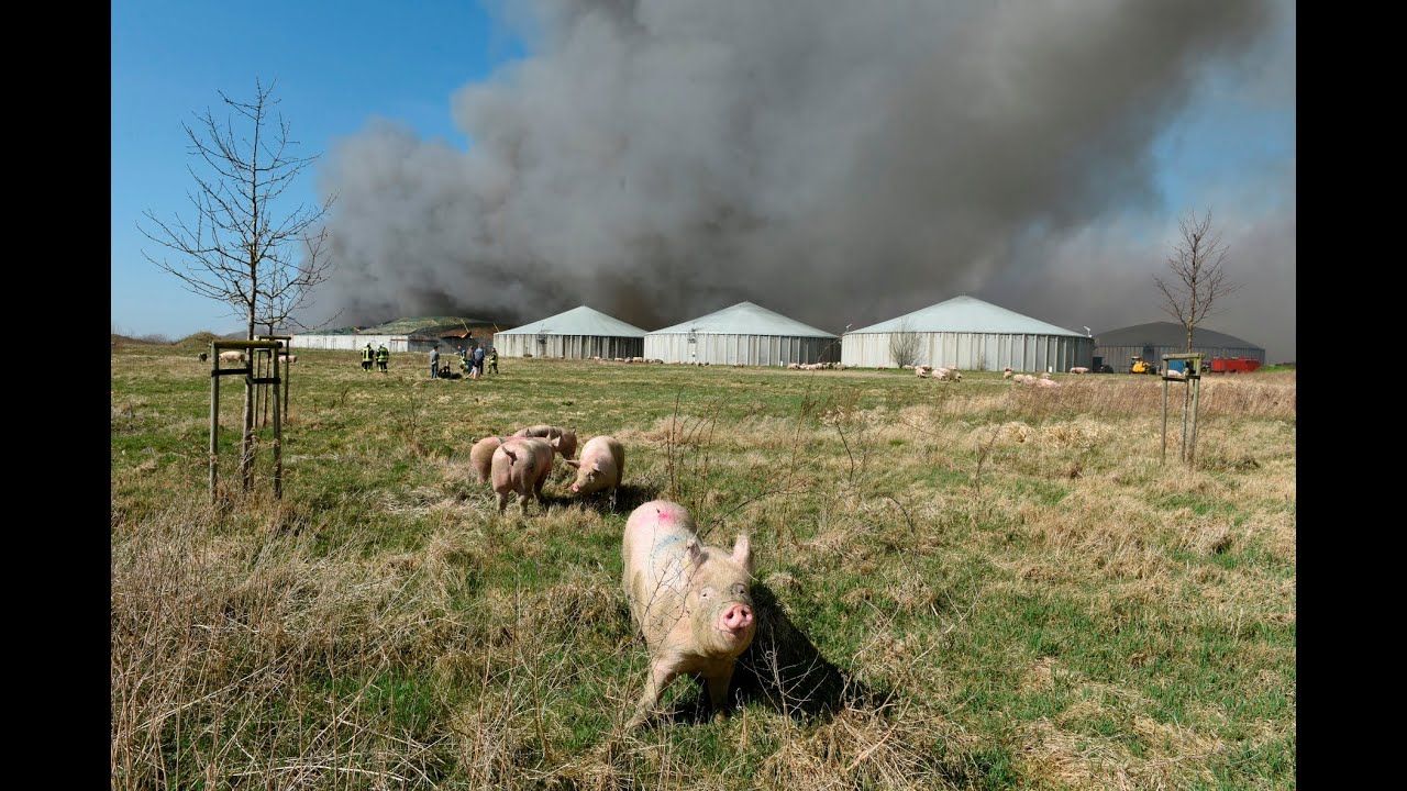 Das unfassbare Leid der Schweine von Alt Tellin