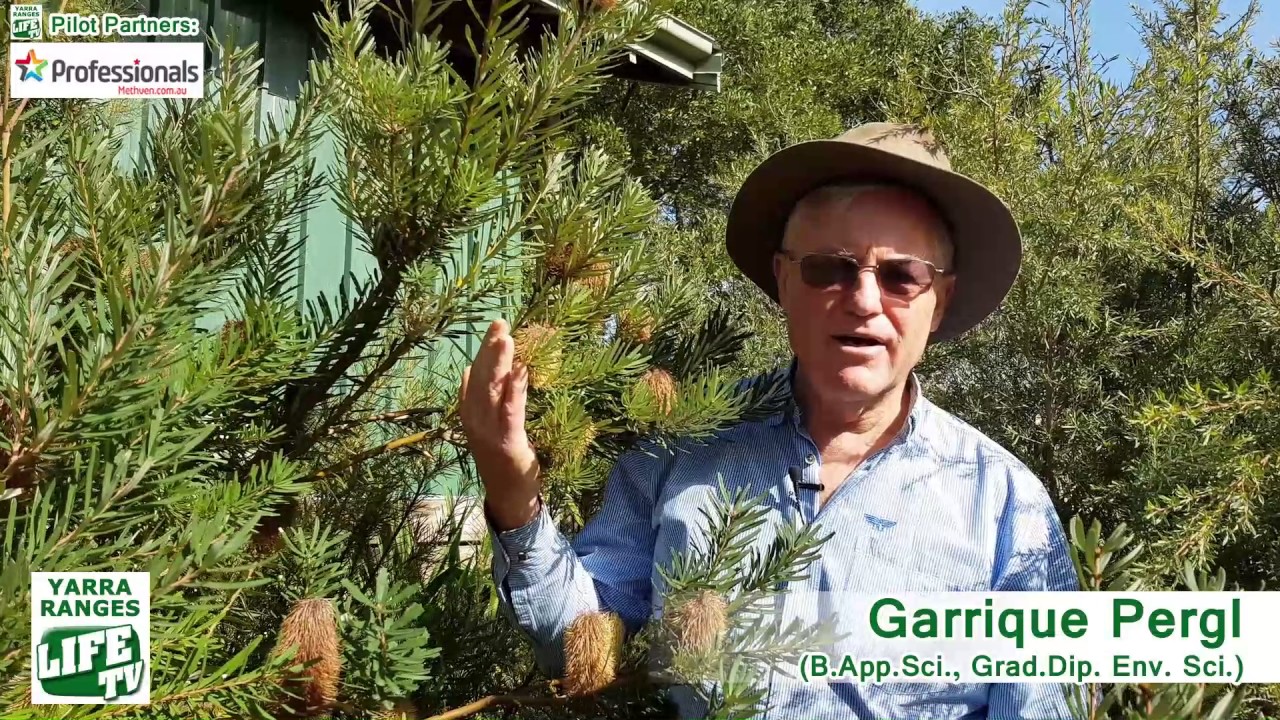 Yarra Ranges LIFE TV Eco-Life Pilot Episode 1/4:  The Banksia