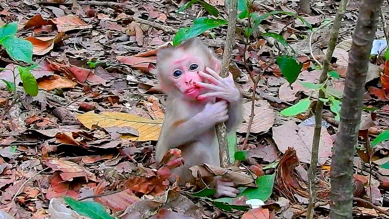 It's so sad that LYNX tried to climb the tree but couldn't, making him feel unhappy