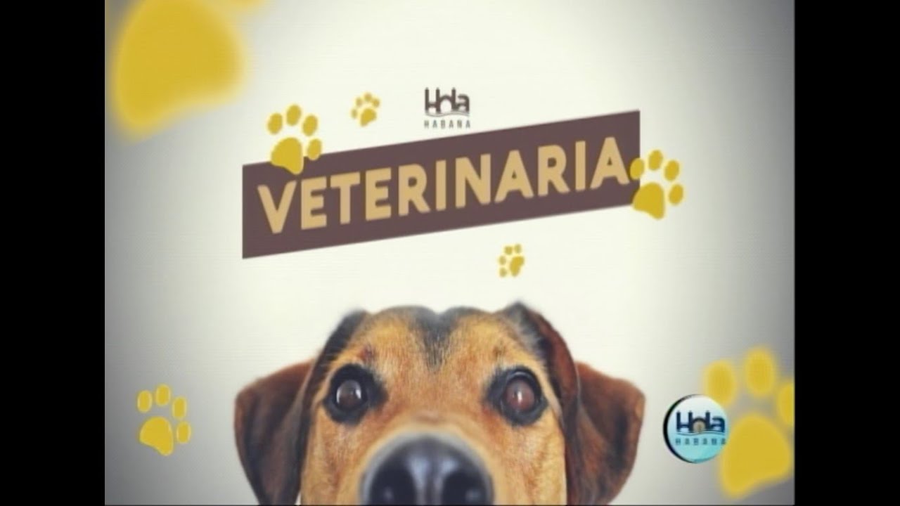 Sobre los refugios de animales, se continuó conversando en #HolaHabana.