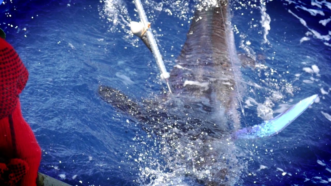 Billfish Conservation Triumph - Epic Costa Rica Tournament Adventure