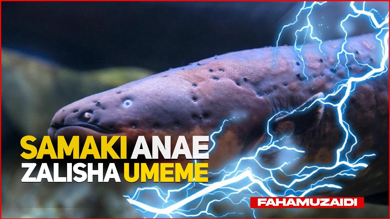 SAMAKI ANAEZALISHA UMEME | FAHAMU ZAIDI | ELECTRIC EEL