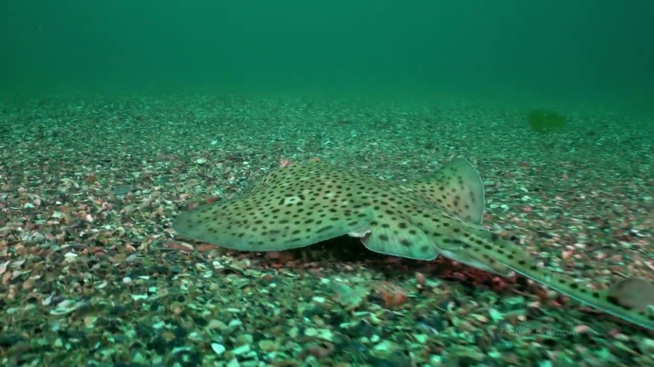 BRETAGNE COTES D ARMOR PLONGEE RAIE BOUCLEE - Raja clavata - SONY - EASYDIVE