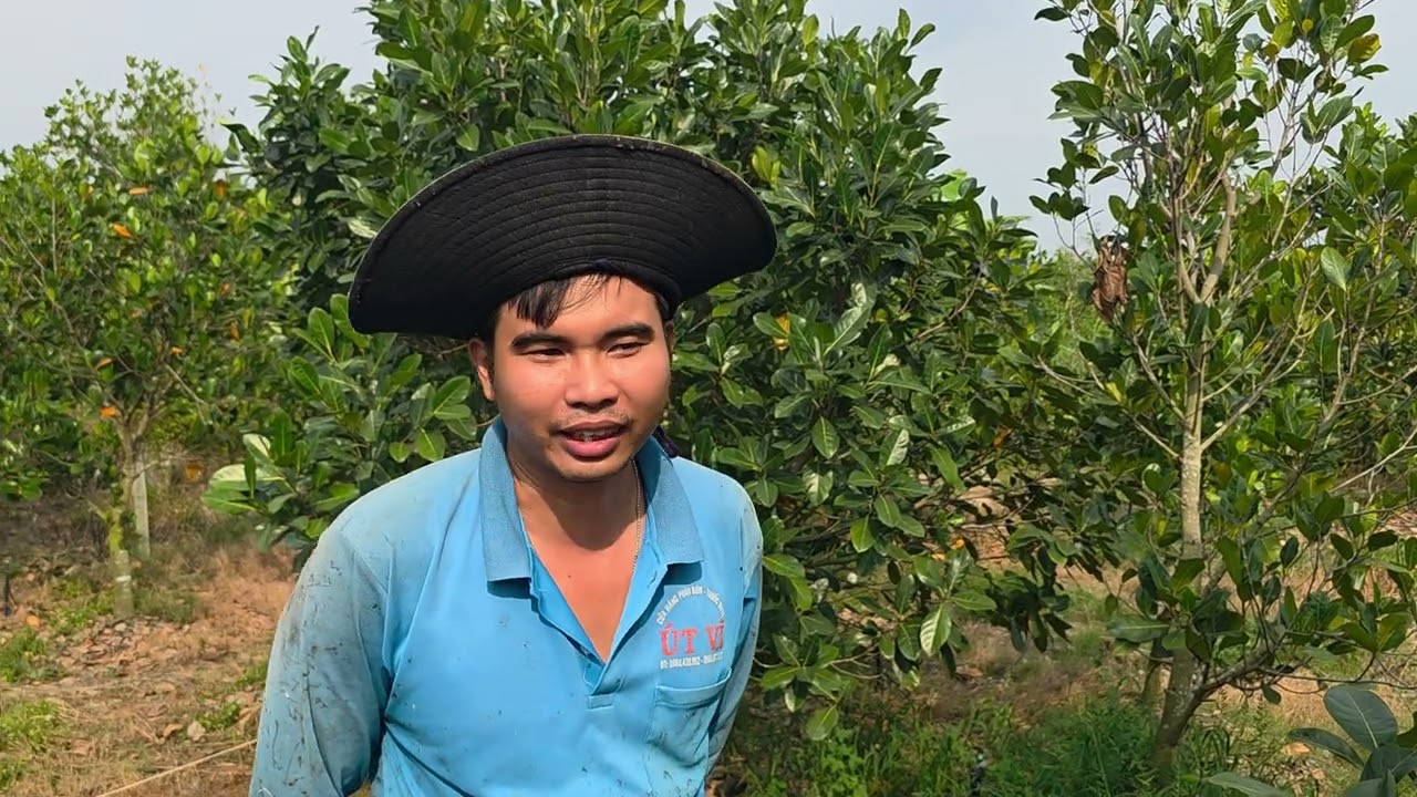 Vườn Mít 1 Năm Tuổi Bị Suy Ko Phát Triển,Cách Phục Hồi.Lh:0384079200 Vĩnh.