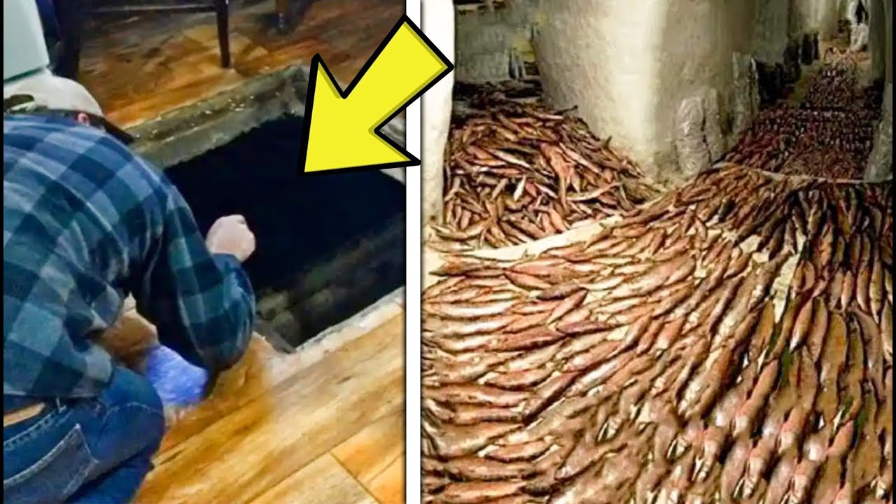 WOMAN Inherits Father&rsquo;s Old Barn, Discovers Hidden Treasure in the Cellar