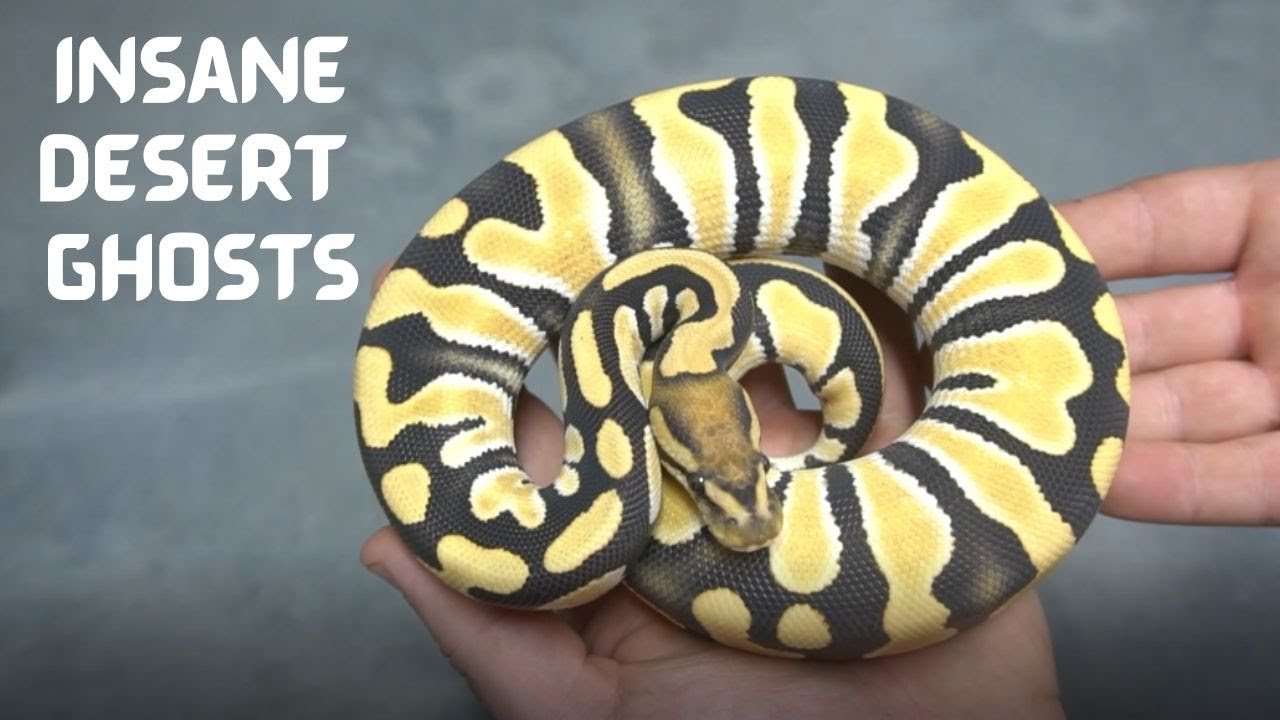 Insane Desert Ghost Combos!!! RCR