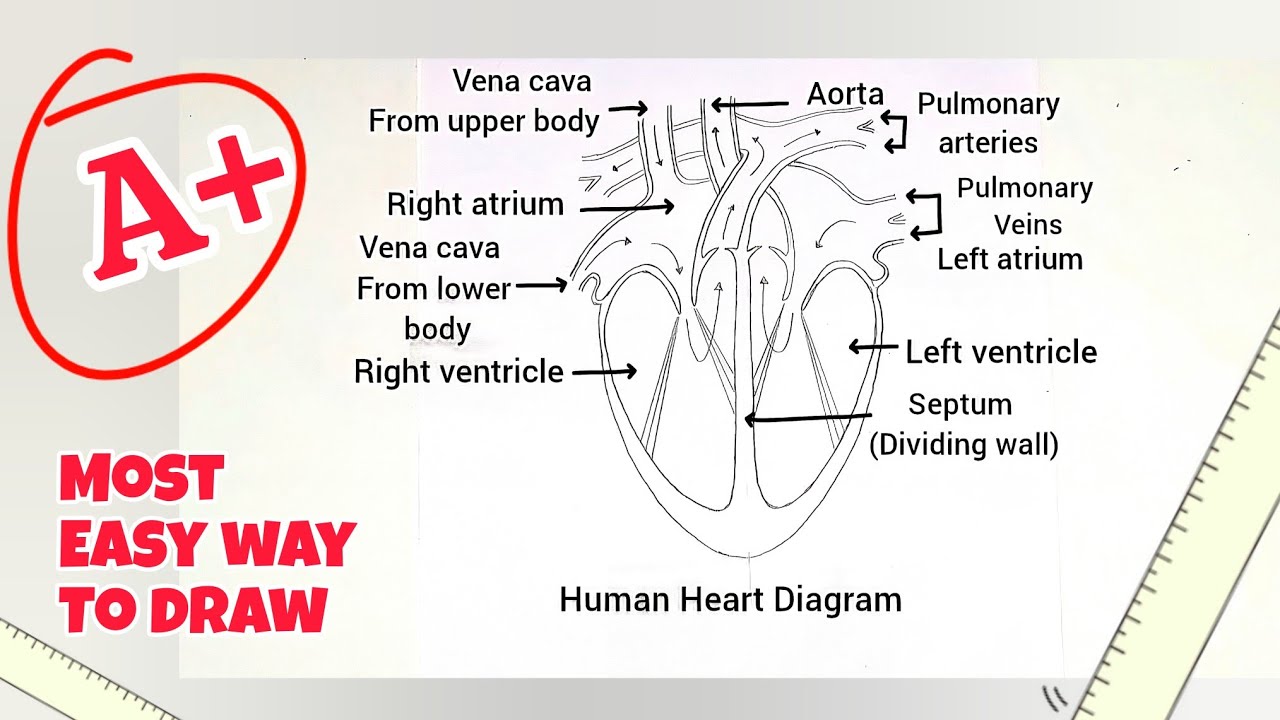 Human Heart digram drawing  | How to draw easily Human Heart digram 