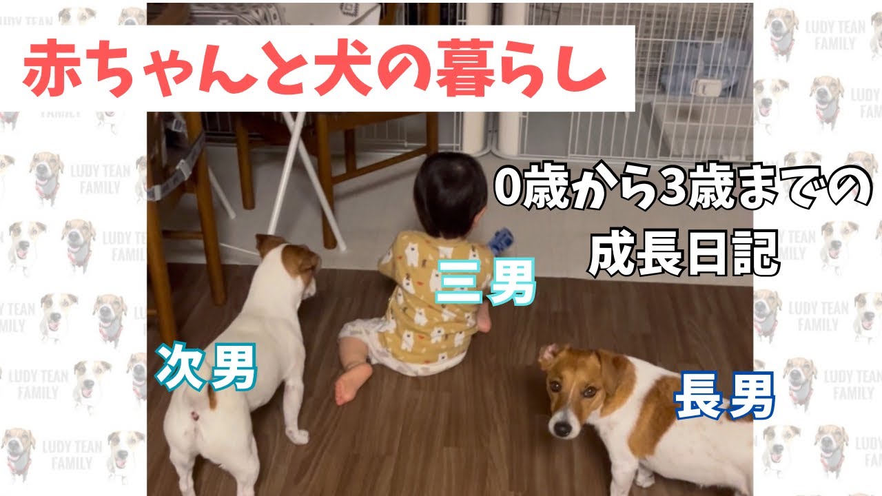 【赤ちゃんと犬】ジャックラッセルテリアとひとつ屋根の下で暮らすとこんな感じで成長したよな日