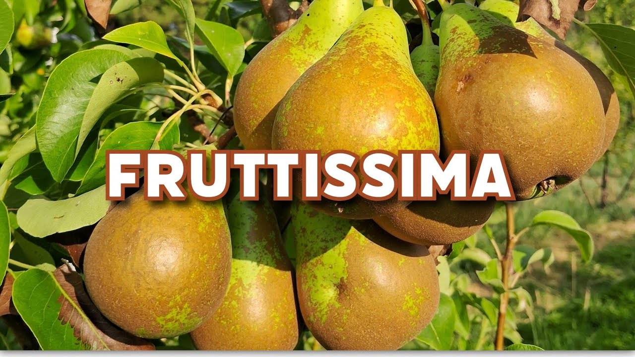 Produttivita dell agroforesta! - (6 luglio 2025)