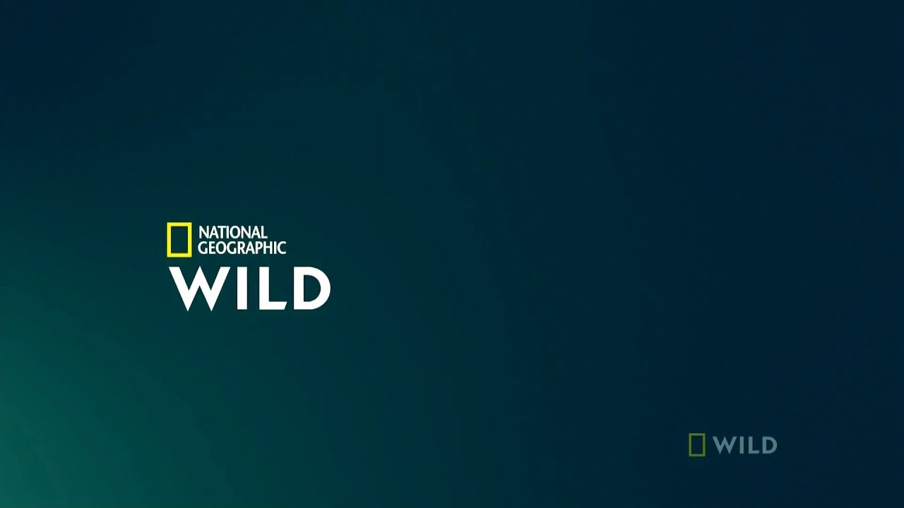 National Geographic Wild Brasil - Pacote gráfico (2018-2022)