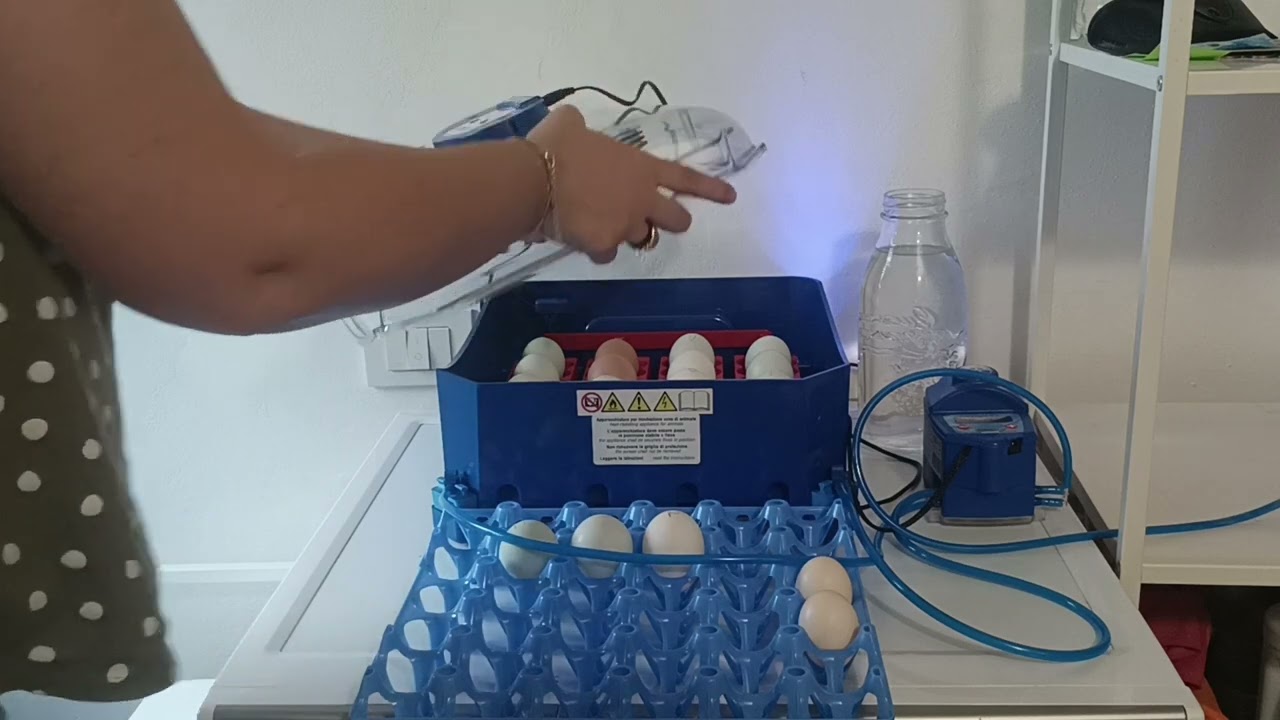 Incubatrice Borotto Lumia 16 Expert: Esperienza Completa e Pulcini Sani – Video Recensione