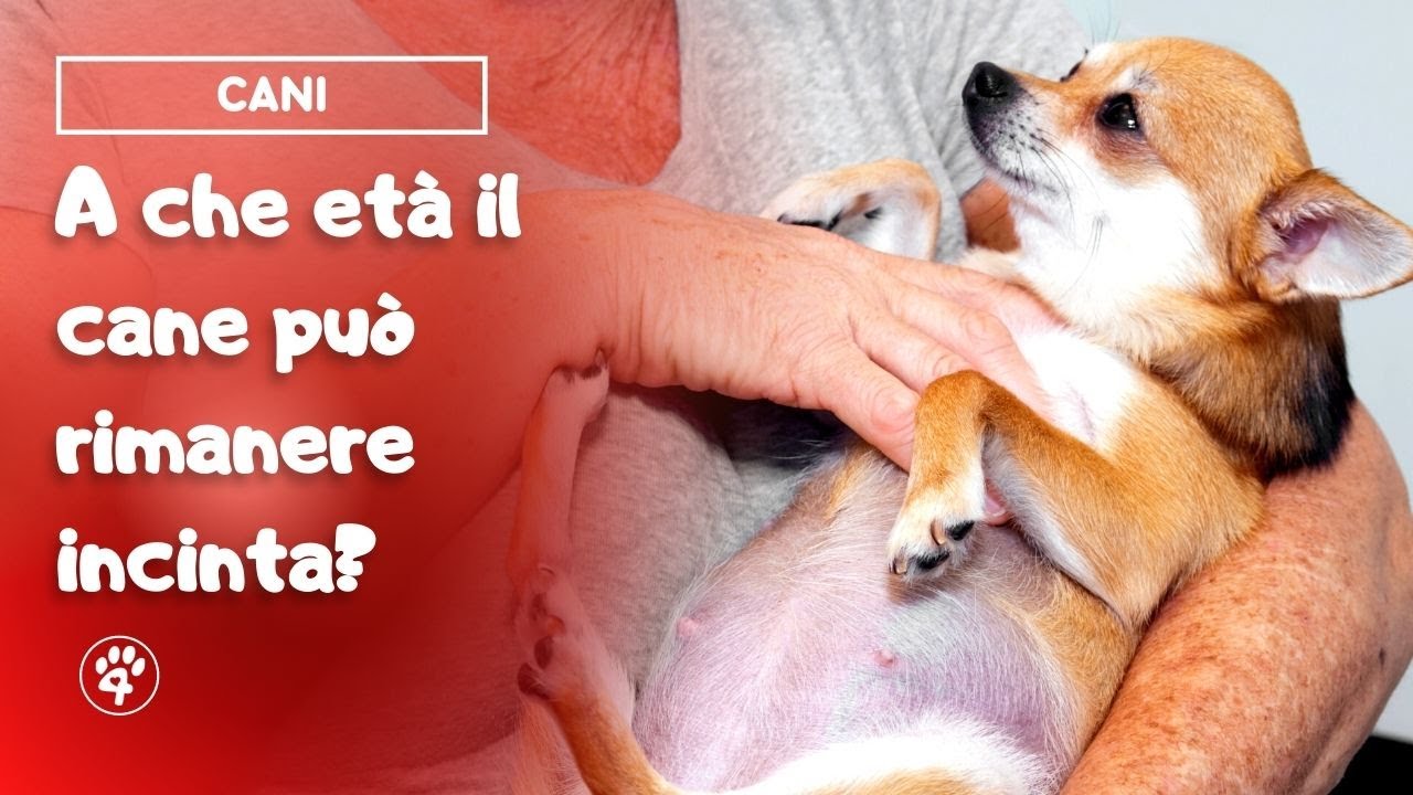 A che et&agrave; il cane pu&ograve; rimanere incinta? | Amoreaquattrozampe.it