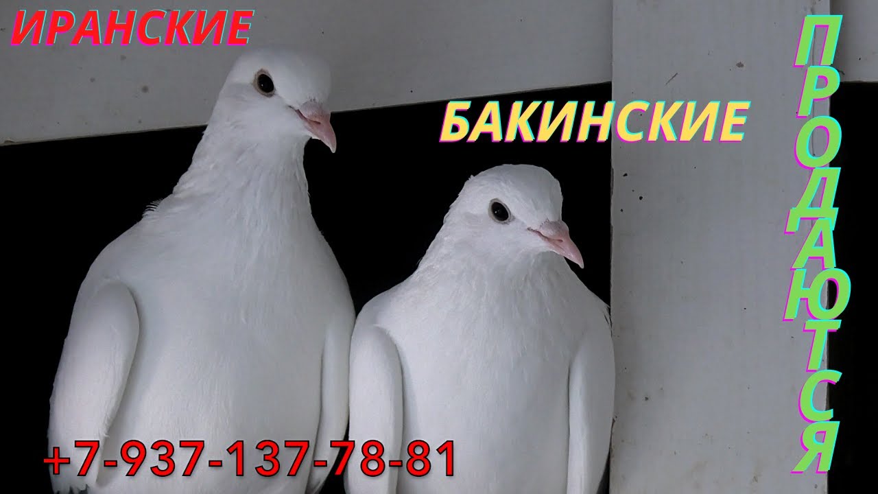 Иранские! Бакинские! Николаевские голуби Надыра в Астрахани!