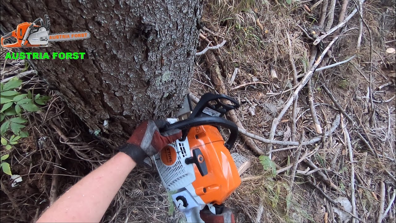 Stihl MS 400 C beim Fällen und Entasten