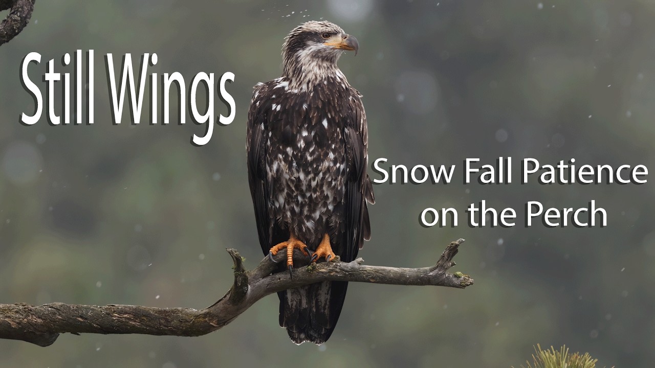 Still Wings | Snowfall Patience on the Perch