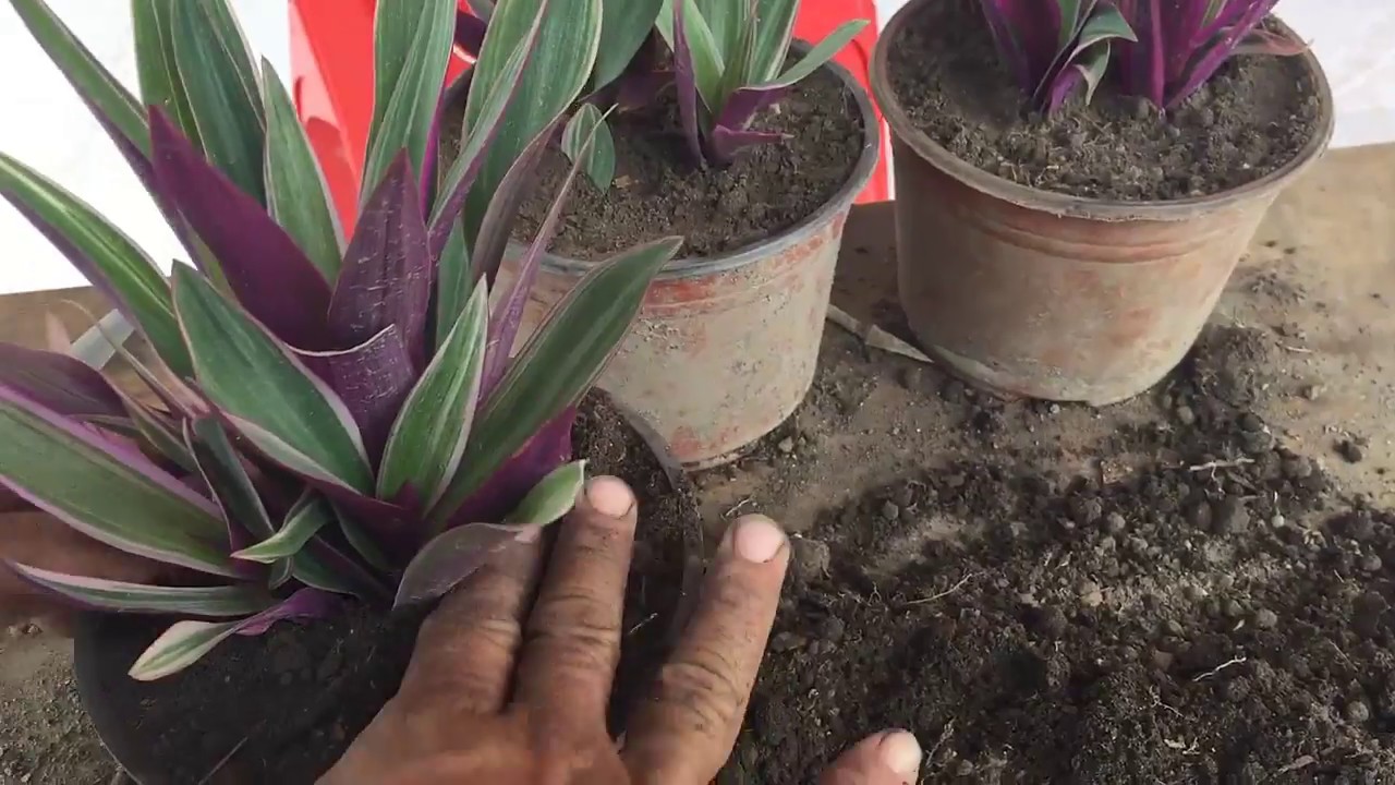 Como reproducir y cuidar la planta de ornato Maguey Rayado