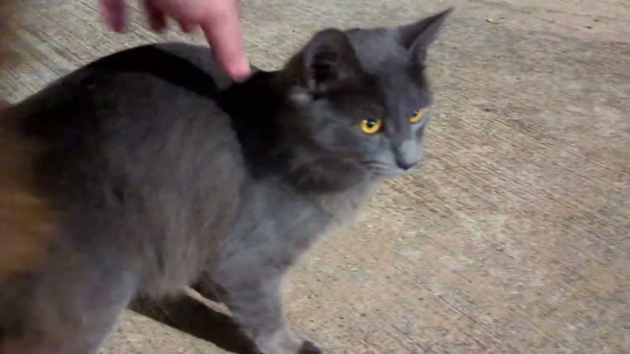 A new colony of cats