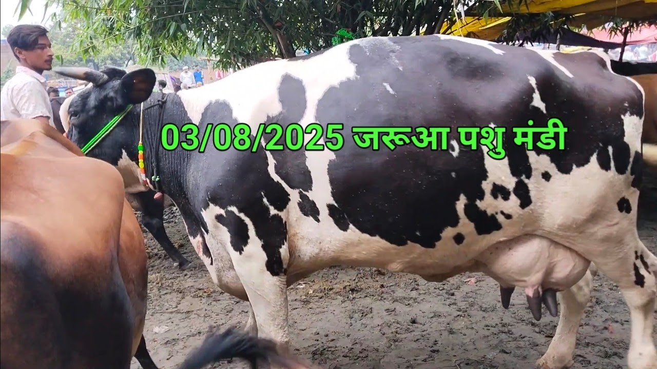 3 अगस्त को किस तरह की गाय जरूआ पशु मंडी में बिक्री के लिए आए हैं देखें #cowmarket #jarua