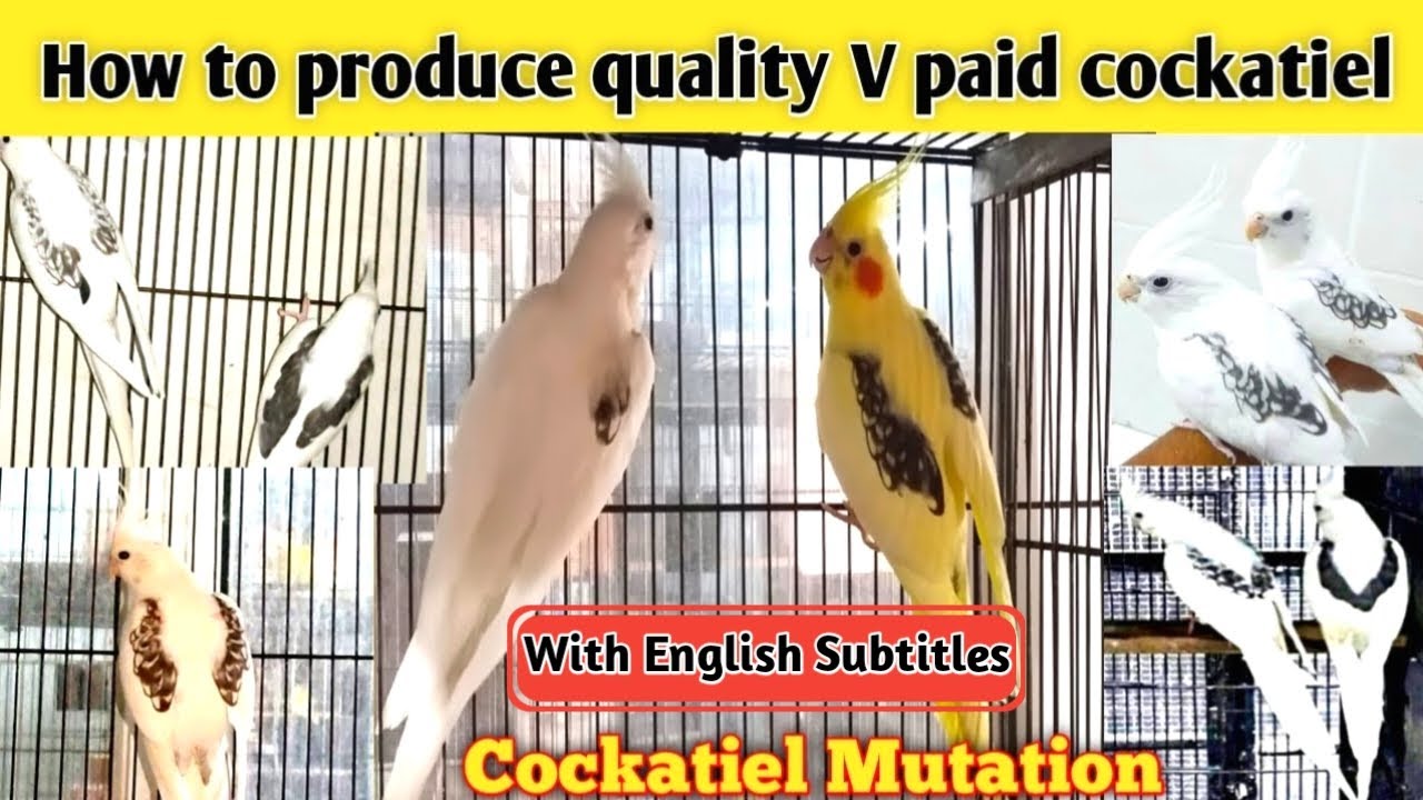 How to produce quality V paid cockatiel ||cockatiel mutations || cocktail breeding progress ||
