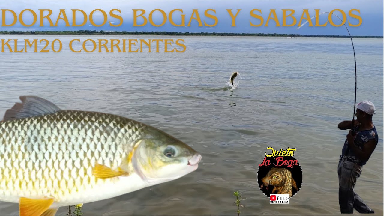 PESCA DE COSTA BOGAS DORADOS Y SABALOS en klm 20 corrientes