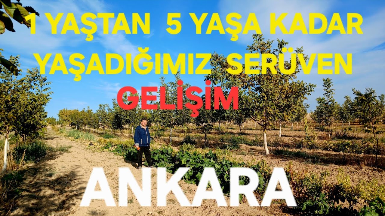 5 YAŞ CHANDLER CEVİZ BAHÇESİ ANKARA