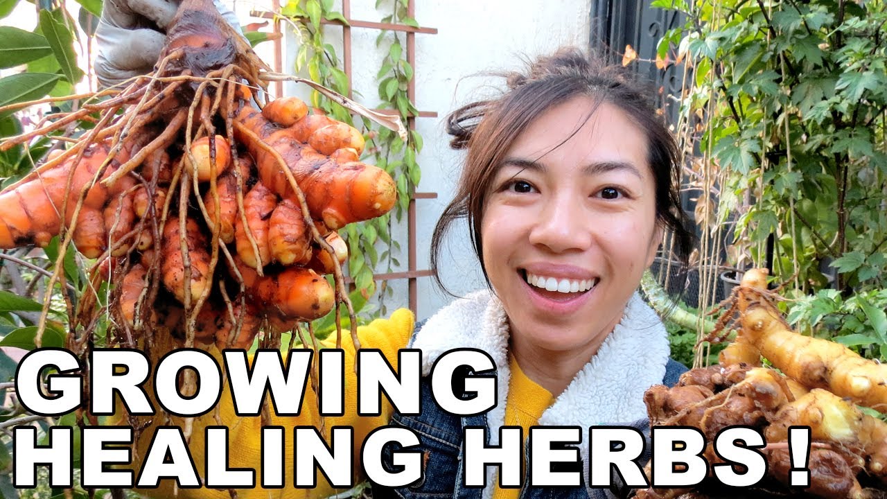Turmeric & Ginger Harvest + How To Keep Fresh