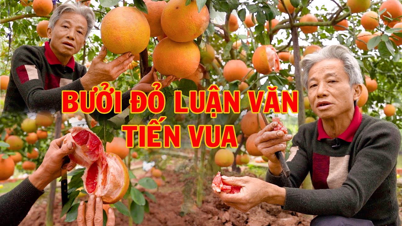 Vườn bưởi Luận Văn 